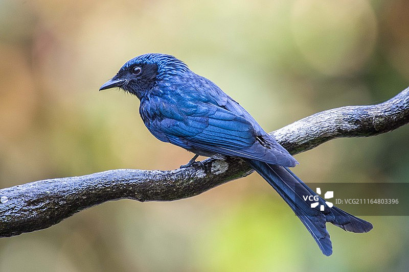 灰卷尾栖息在树枝上图片素材