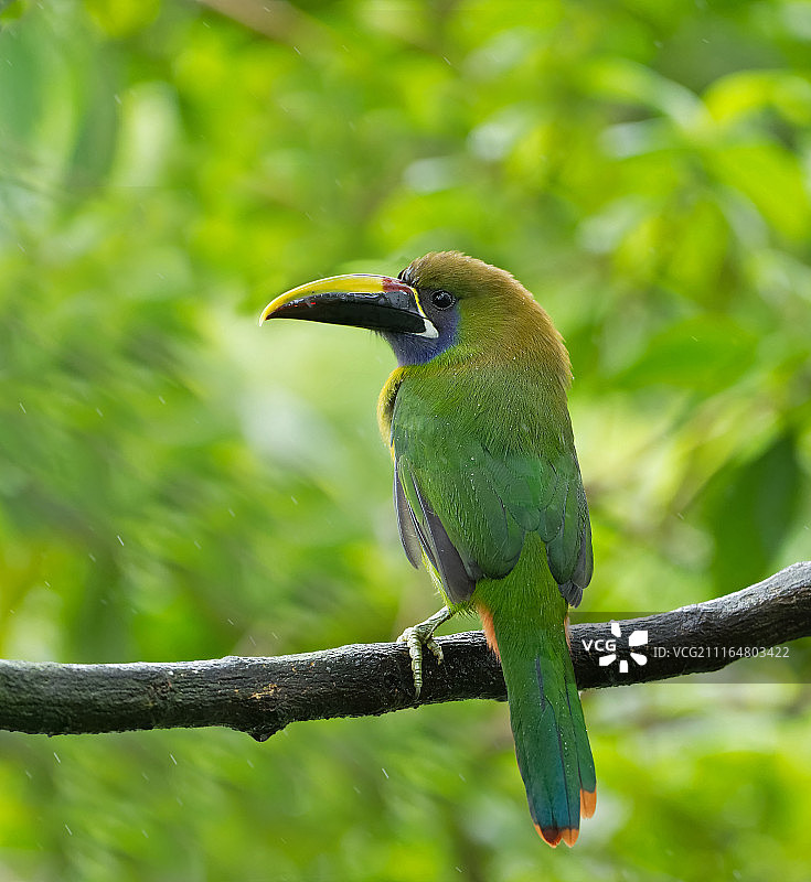 哥斯达黎加里奥塞贡多图片素材