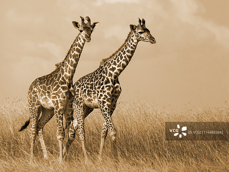 长颈鹿情侣图片素材