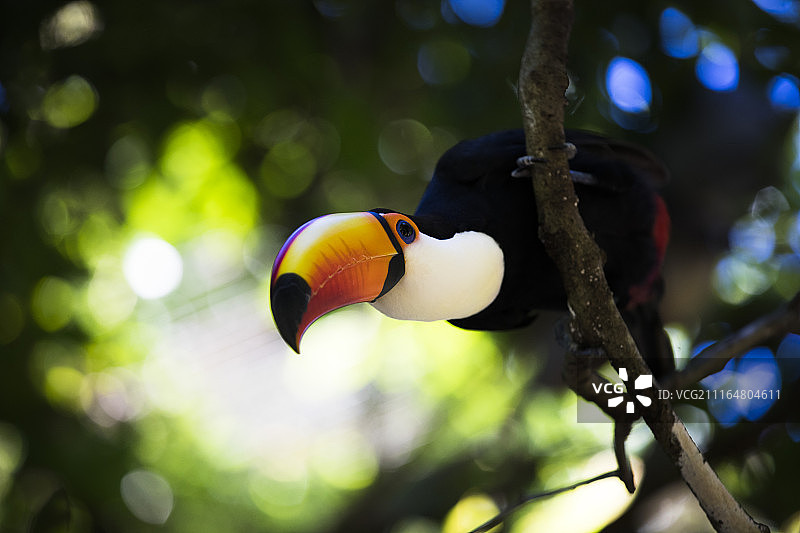 巴西飞禽公园图片素材