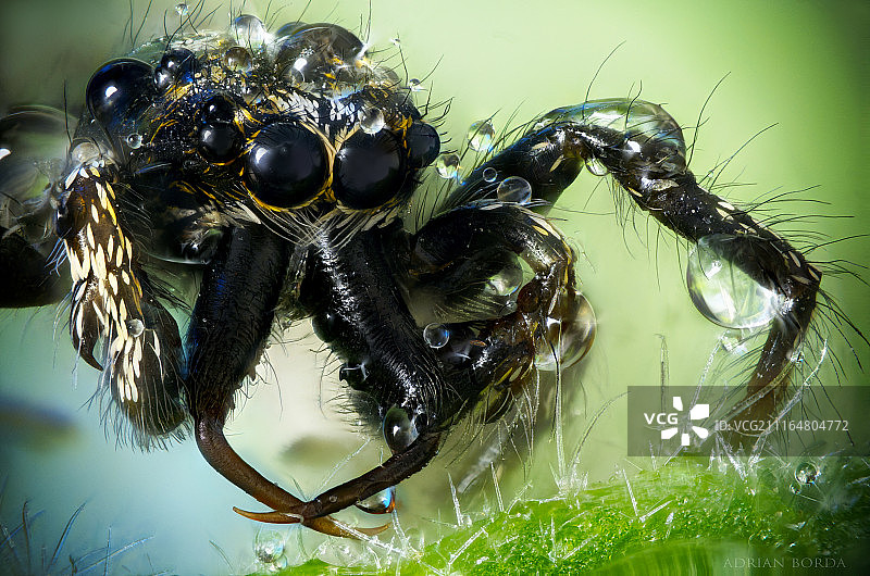 斑马跳蛛图片素材