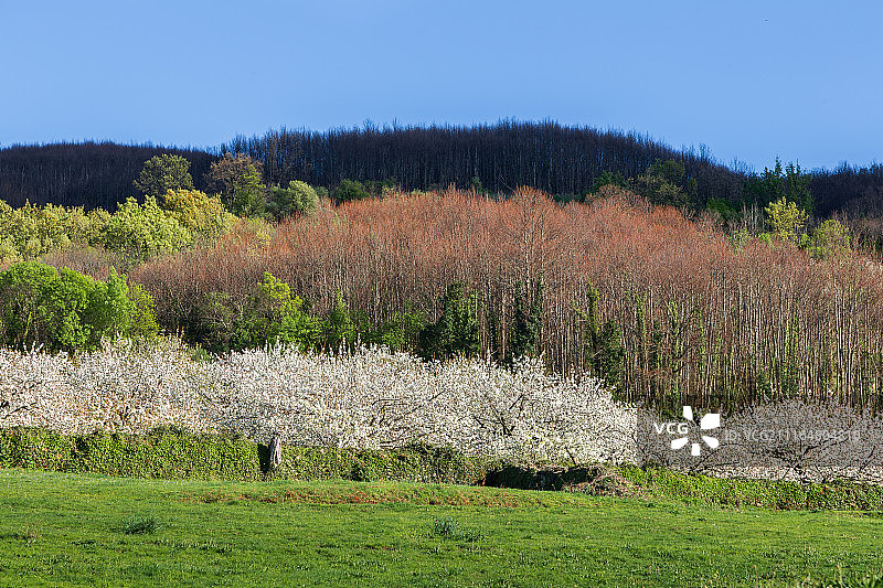 叶绿素旗帜图片素材