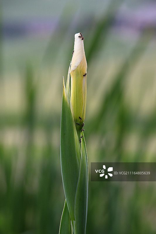 白花和蚂蚁J Img 0218图片素材