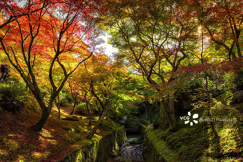 京都东福寺的秋叶色彩图片素材