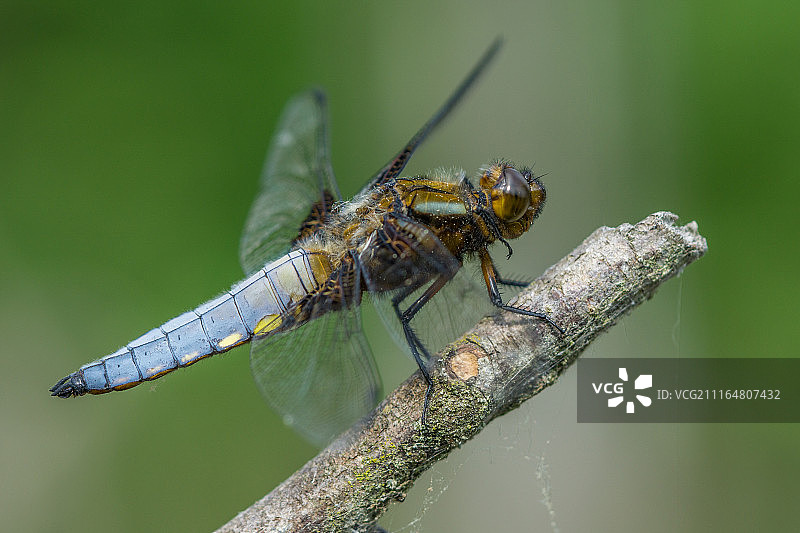 扁平风格腹部蜻蜓图片素材