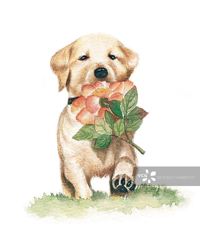 手绘叼花小狗系列图片素材