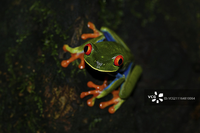 红眼树蛙肖像图片素材