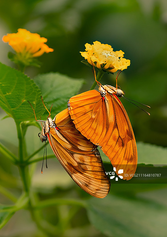 蝴蝶园中朱莉娅蝶的交配图片素材