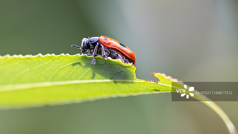 动物：柳树天牛图片素材