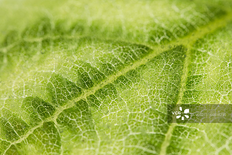 叶子图案微距背景纹理图片素材