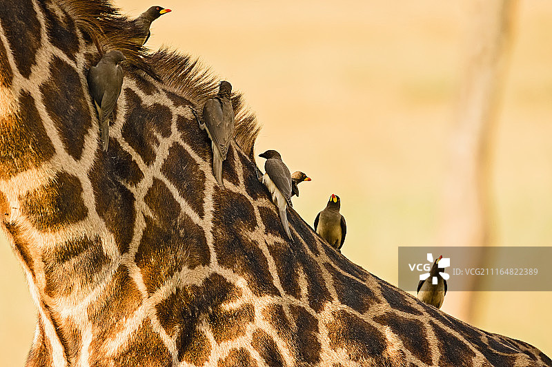 黄嘴牛椋鸟图片素材