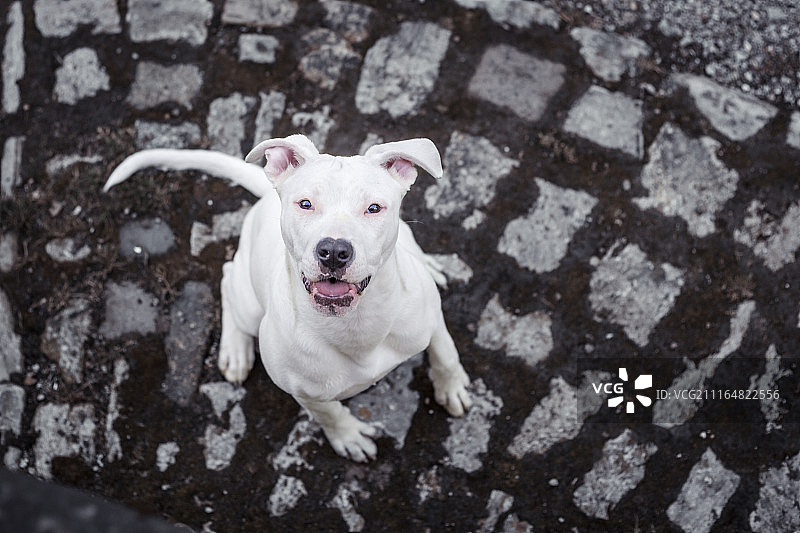 四爪之心图片素材