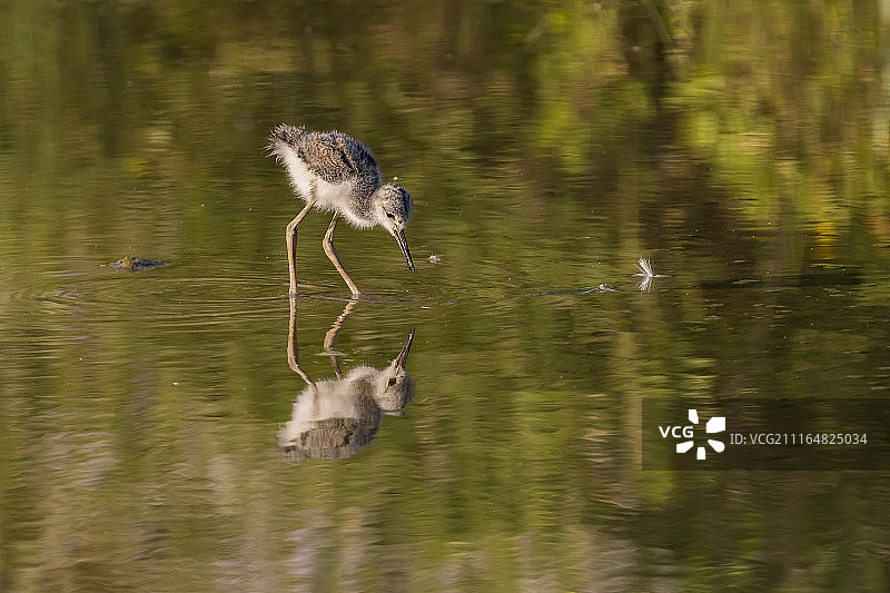 意大利骑士图片素材