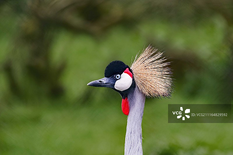 英国康姆马丁图片素材