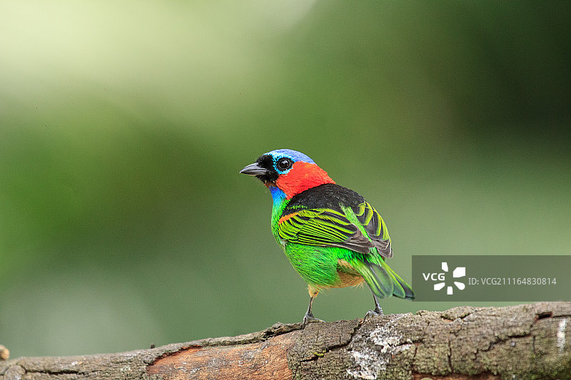 红颈唐纳雀图片素材