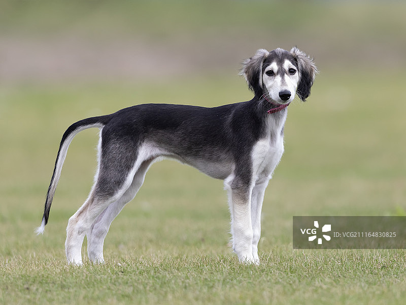 萨路基犬图片素材