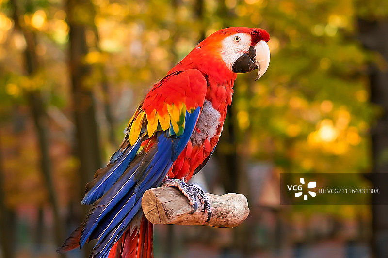 秋季的红蓝鹦鹉图片素材