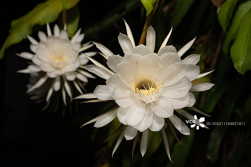 昙花特写图片素材