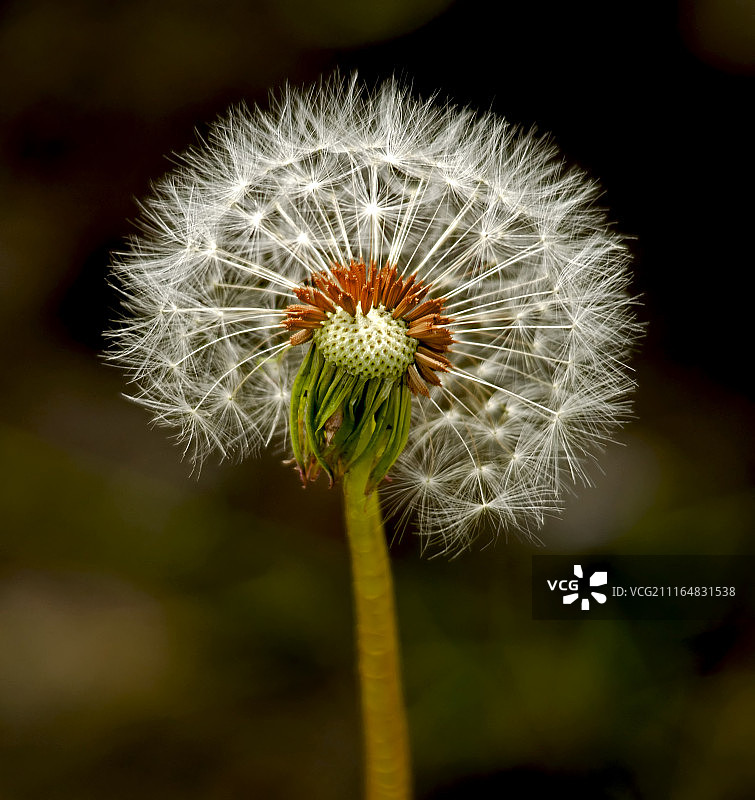 蒲公英的花图片素材