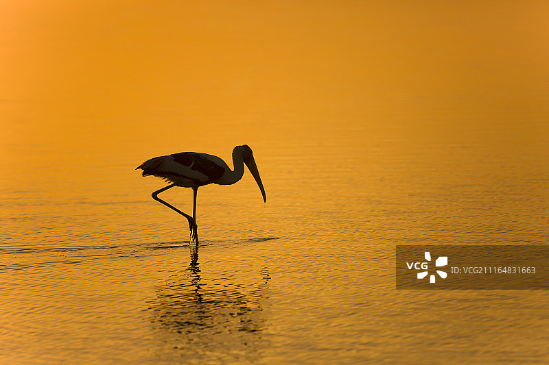 黎明时分的彩鹮图片素材