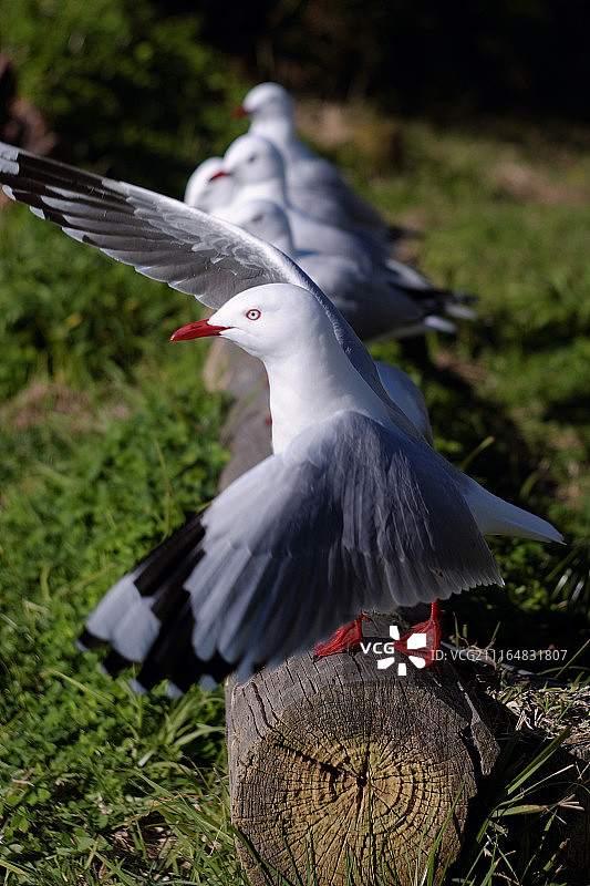 红嘴鸥栖息在树干上图片素材