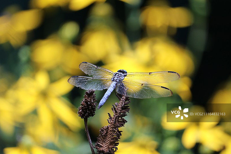 黄色背景上的蜻蜓特写图片素材