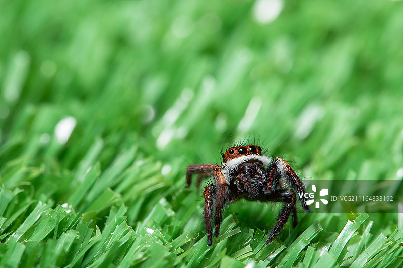 植物上的蜘蛛微距照片图片素材
