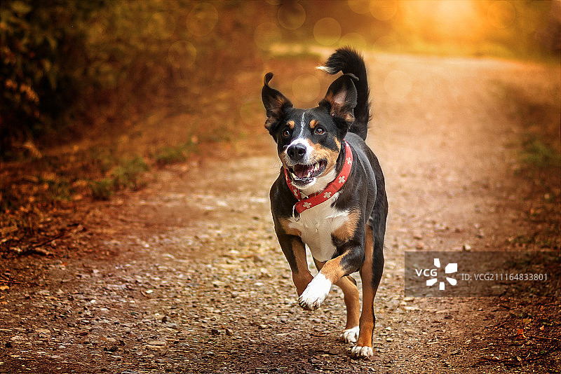 阿比·阿彭策尔森嫩犬图片素材