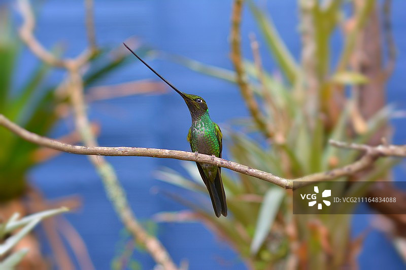 树枝上的蜂鸟图片素材