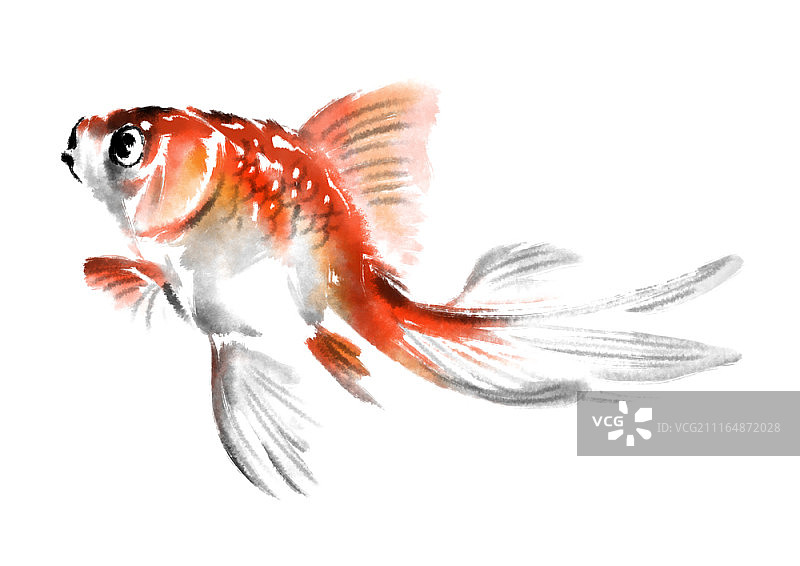 金鱼水墨画图片素材