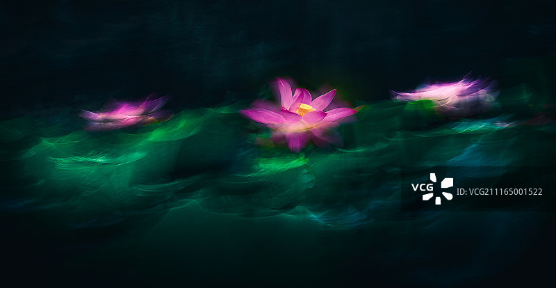 舞动的荷花图片素材