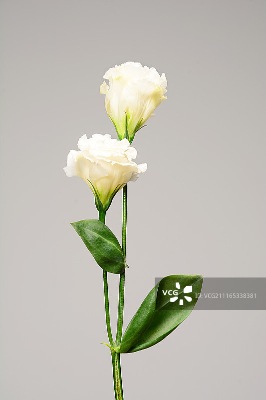 洋桔梗图片素材