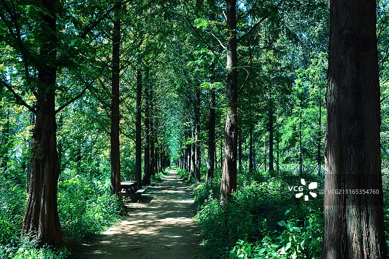 水杉路图片素材