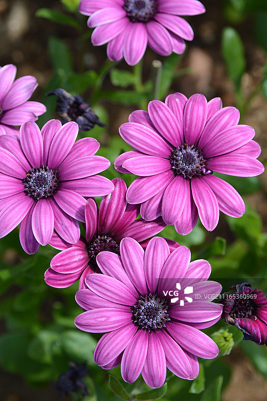 粉色雏菊图片素材