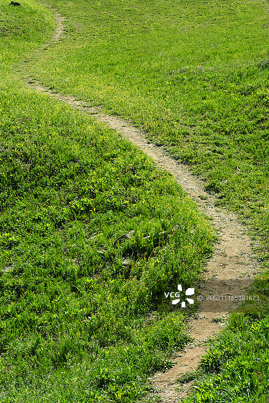小径和绿草图片素材