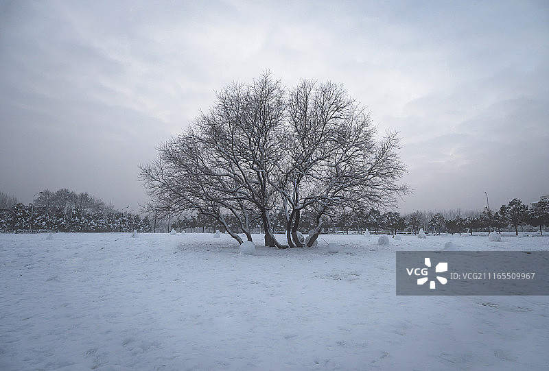 合肥冬天老树图片素材