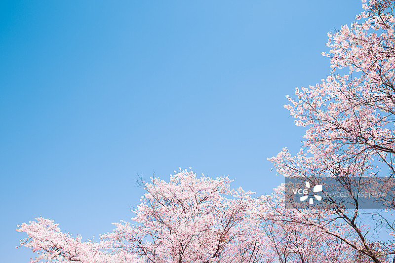 樱花树，春天，低角度，花瓣图片素材
