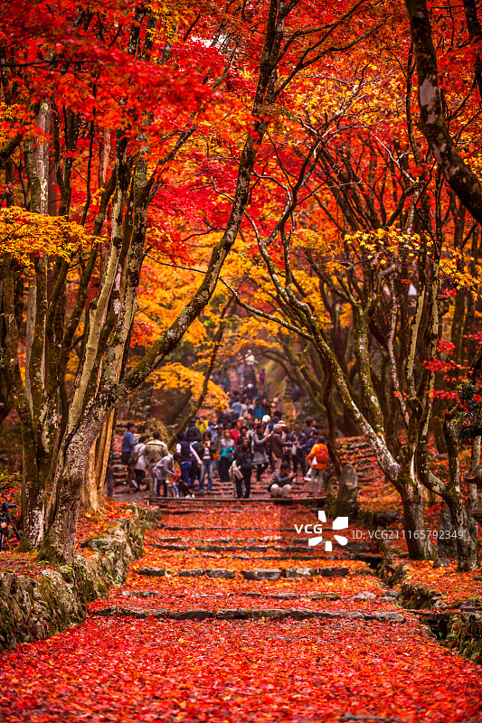 日本红叶秋色图片素材