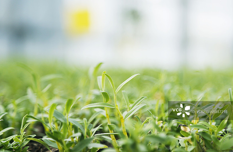 石斛苗圃图片素材