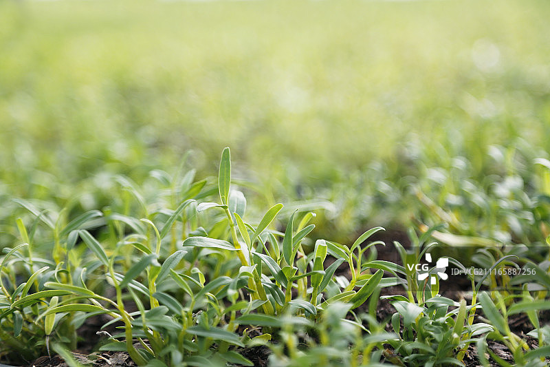石斛苗圃图片素材