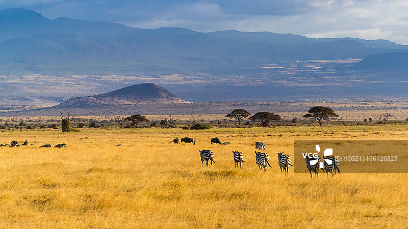 非洲的斑马图片素材