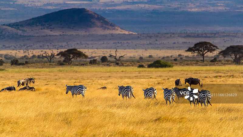 非洲的斑马图片素材