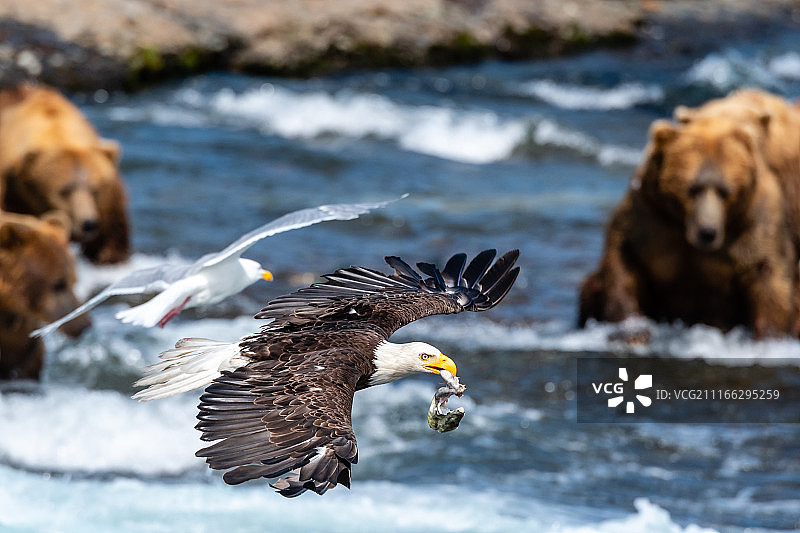 秃鹰在棕熊出没的河上捕食图片素材