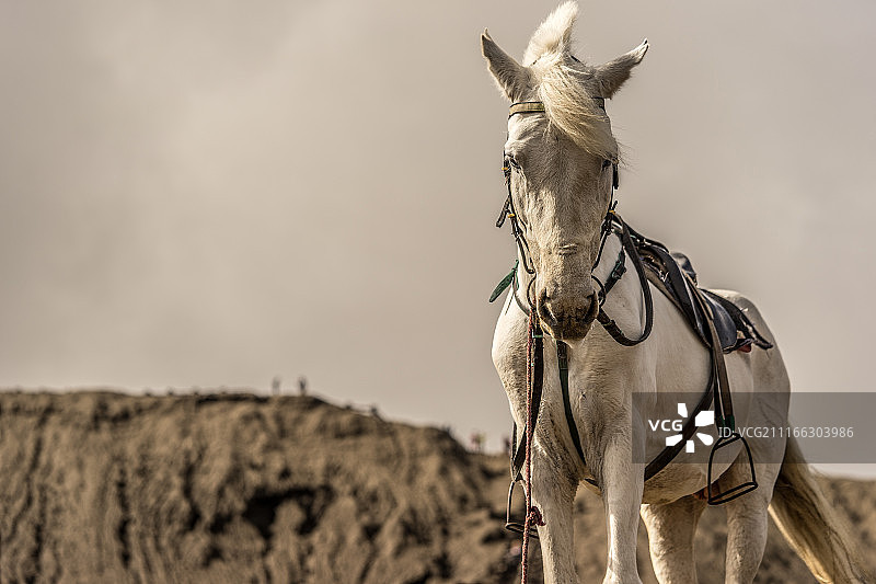 马看着镜头的特写图片素材
