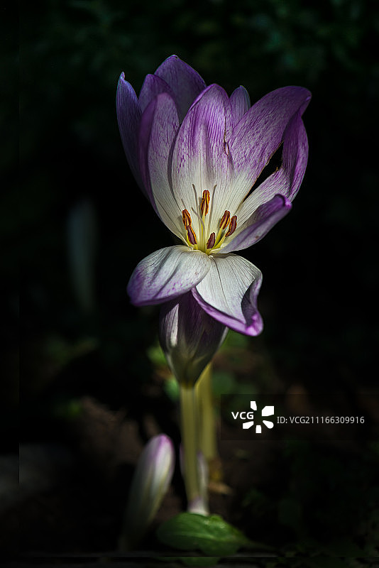 哈萨克斯坦阿拉木图图片素材