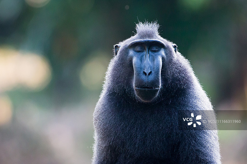 苏拉威西凤头猕猴图片素材