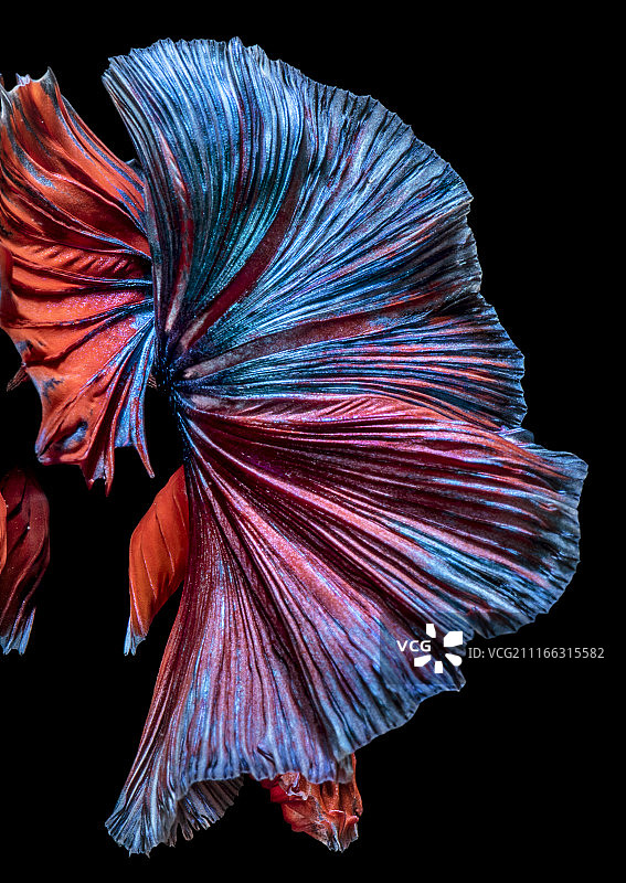 美丽的尾巴斗鱼半月图片素材