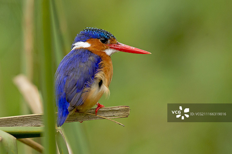 惊艳的翠鸟图片素材