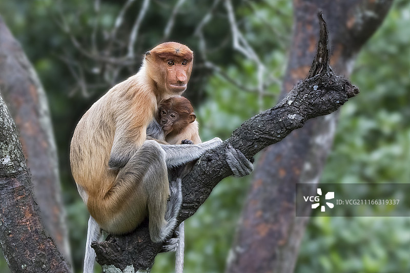 山打根，马来西亚图片素材