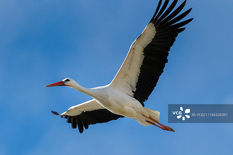 飞翔的鹳鸟，翅膀伸展，西班牙马德里图片素材